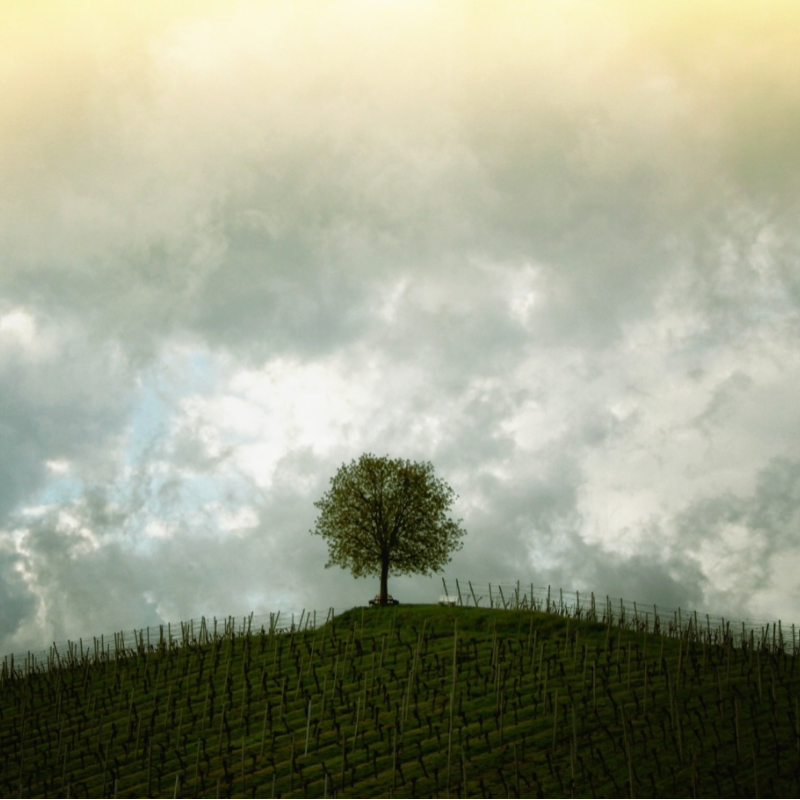tree-207584.jpg
