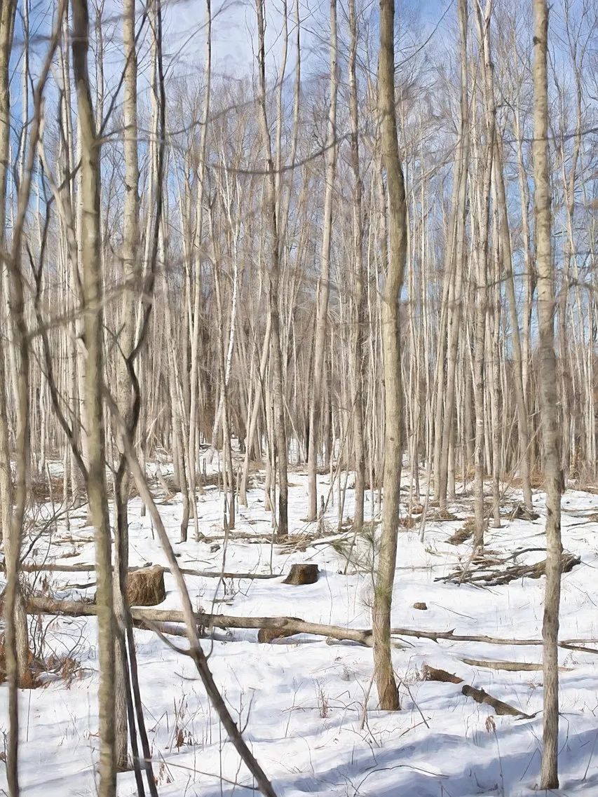 birch-trees-671024_1280.jpg