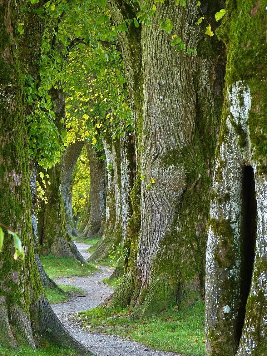 trees-2897757_1280.jpg