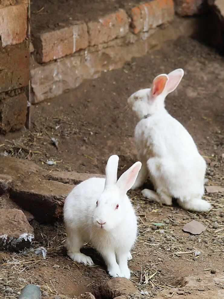 rabbits-5285732_1280.jpg
