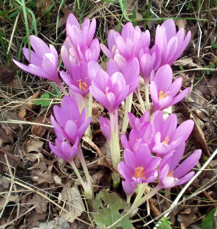 Colchicum_autumnale.jpg